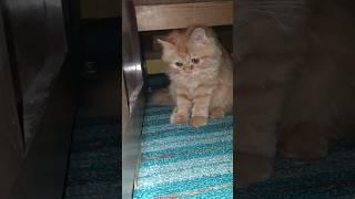 baby cute cat funny video #shorts