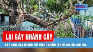 Cây xanh gãy nhánh rơi xuống đường ở khu vực Hồ Con Rùa (quận 3)