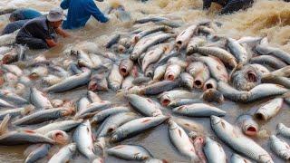 Rebutan Puluhan TON ikan saat WADUK DI KURAS & BENDUNGAN DIBERSIHKAN PLADU BRANTAS 2024 MOBAL!!