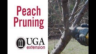 Home Orchard Management: Peach Pruning