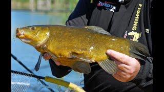 Goldrausch am Krautsee - Große Schleien mit der Feederrute