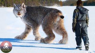 Man Rescued an Lynx but a Few Months Later This Happened...