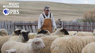 The way of wool: How the sheep ranching industry has managed to stay afloat