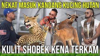 NEKAT MASUK KANDANG KUCING HUTAN KULIT SOBEK KENA TERKAM HOUSE OF SIMBA #KINGOFTHEJUNGLE