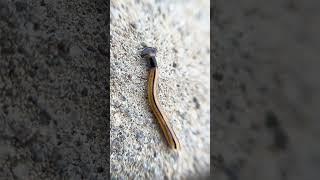 Hammerhead Worms: Invasive, Toxic, and Creepy (Literally)