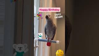 Symon the African Grey Parrot wishes you a Happy Birthday#symontheafricangreyparrot #happybirthday