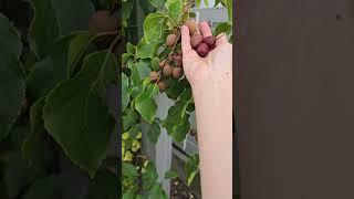 Recolta bogată la mini-kiwi Ananasnaya (Actinidia arguta)