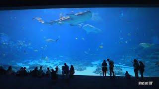 LARGEST Aquarium in North America with Whale Sharks! Georgia Aquarium 2023