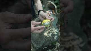 How To Start A Fire With A Lemon! #fire #survival #camping #bushcraft