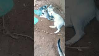 Mother Cat Loves  her baby llll #shorts #ytshorts  #cat