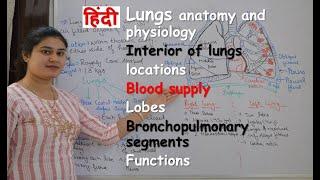 lungs anatomy & physiology in hindi | interior of lungs | functions | blood supply | lobes