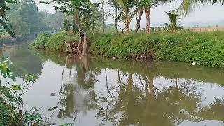 Beginilah Proses Pengakatan Jaring di sungai menggunakan tali tambang#viral#fyp#trending#fishing