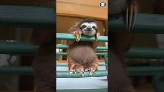 Pygmy Three-toed Sloth  The Tiniest Sloth on Earth!