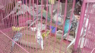 #baby #play #entertainment #rabbit #parot