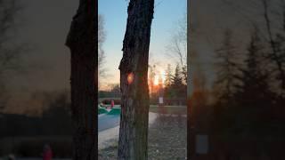 YOU’VE NEVER SEEN A SUNSET LIKE THIS!  Birds, Trees & Pure Peace #shorts #sunset #relaxing #birds