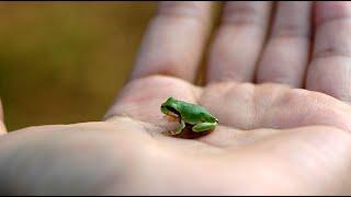 [1분 영상] 반가운 손님...오랜만에 '청개구리'를 만났습니다!!!//Green Tree frog #shorts