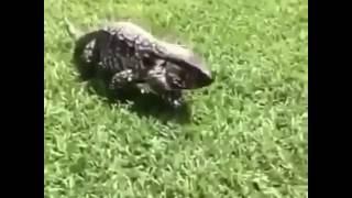 I bet this video will surprise you!