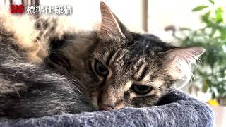 寝ていた猫を起こしてまた寝かせる - Waking up a sleeping cat