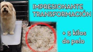 IMPRESIONANTE TRANSFORMACIÓN EN PELUQUERÍA