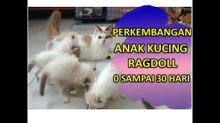 PERKEMBANGAN ANAK KUCING RAGDOLL 0 SAMPAI 30 HARI