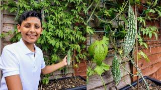 Tips For growing Bitter Gourd | Ali Raja Garden Tour 2020