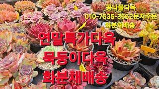 연말특가다육,묵둥이다육 화분채배송 010-7635-3562택배문자주문 콩나물다육