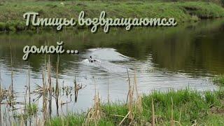 К/ф Птицы возвращаются домой...
