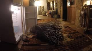 Sneaky Porcupine breaks into a fridge! | Time lapse