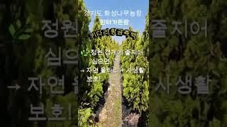 [경기 화성] 키다리황금측백나무 5년생 / 고급 조경수수령 방법: 직접 방문 또는 화물택배 배송 (협의)#측백나무 #황금측백 #정원수 #윈터가든팜