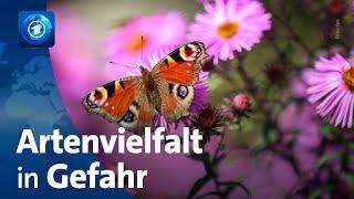 Biodiversität: Artenvielfalt in Deutschland geht laut Bericht weiter zurück