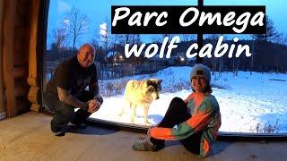 Parc Omega's Wolf Cabin (Quebec, Canada): sleeping with wolves & driving through the car safari!