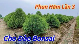 Đào Tết - Phun hãm dăm lần 3 cho đào bonsai phục vụ Tết 2025-Vườn Nhà Bon (p105)#daotet #vuonnhabon