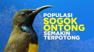 Burung Madu Sriganti: Di Antara Populasi yang Terancam dan Dunia Kontes Kicau #AlamSemenit