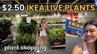 $2.50 LIVE PLANTS AT IKEA! Plant Styling Inspo & Houseplant Shopping at IKEA