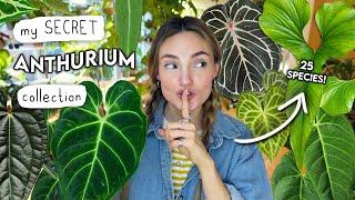 Ranking My 25(!!) Anthuriums  Secret Anthurium Collection TOUR