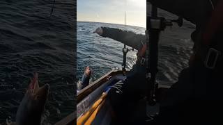 First Conger | Odyssey Sea Fishing UK.