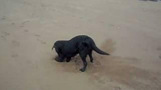 Black Labrador Puppy (3 month) - George - Digging