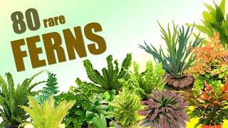 80 FERN SPECIES | HERB STORIES