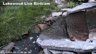 Bird Fountain Camera - Live from Lakewood, Ohio