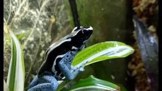 Dendrobates tinctorius 'Powder Blue' Calling