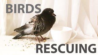 Rescuing Birds- Saved Stork, Swan, Black Crow, Baby Wagtail, Baby Pigeon