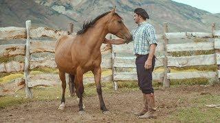 Wild Patagonian Horse Is Masterfully Tamed | Wild Patagonia | BBC Earth