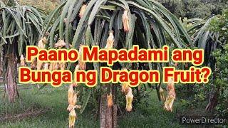 Paano Mapadami ang Bunga ng Dragon Fruit? Secret Revealed