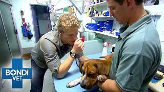 Can Vets Save These Pets Before Time Runs Out?   | Best Of Bondi Vet