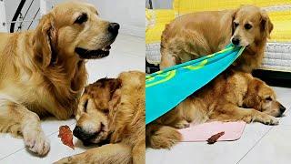 A golden retriever that moved people to tearsFaithful dog takes care of sick wife