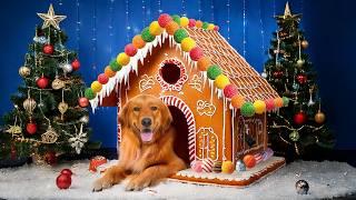 My Dogs Built a Gingerbread House!!