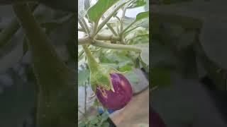 #vegetables#vegetablelovers#homegarden#gardening#farming#organicfarming#eggplant#brinjal