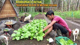 Panen sawi pakcoy /sawi daging, Tumis sawi +tempe, kehidupan dihutan berkebun & beternak CR-74