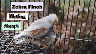 Zebra Finch Mating Attempts