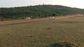 Vijay bopche bichhua pat pratiyogita nayegao Samnapur Ox race